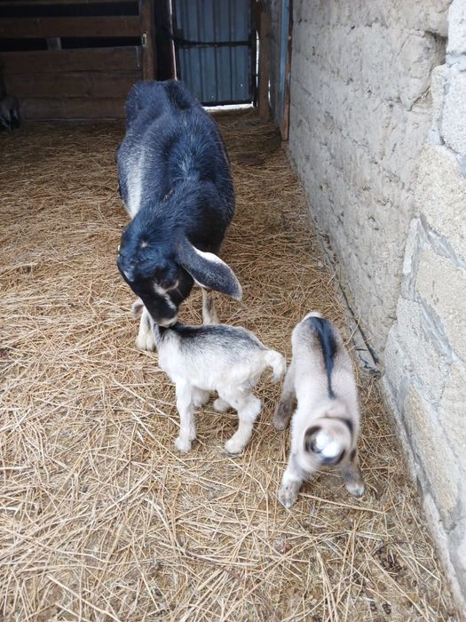 Ешкі 2 лағымен сатылады