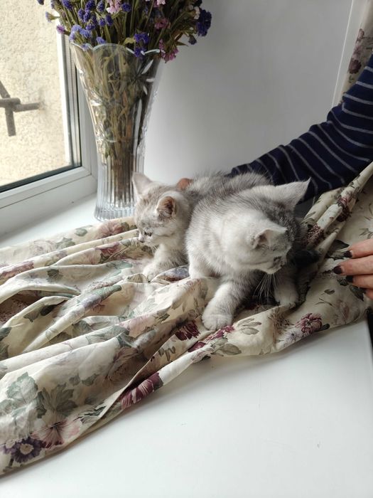 Котята мейкун с британцем