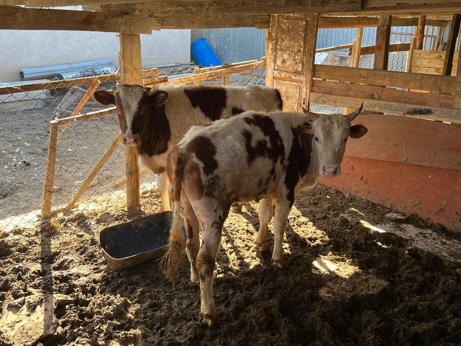 Басбақтар сатылады