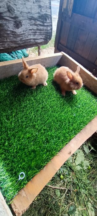 Iepuri rasa pitică cap de leu toy