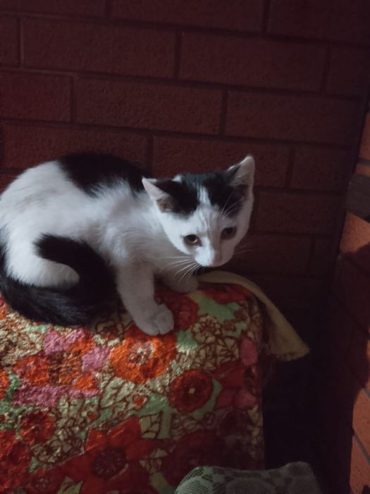 Отдам даром котят