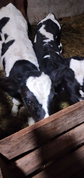 3 taurasi si o vitica angus se dau si la bucata