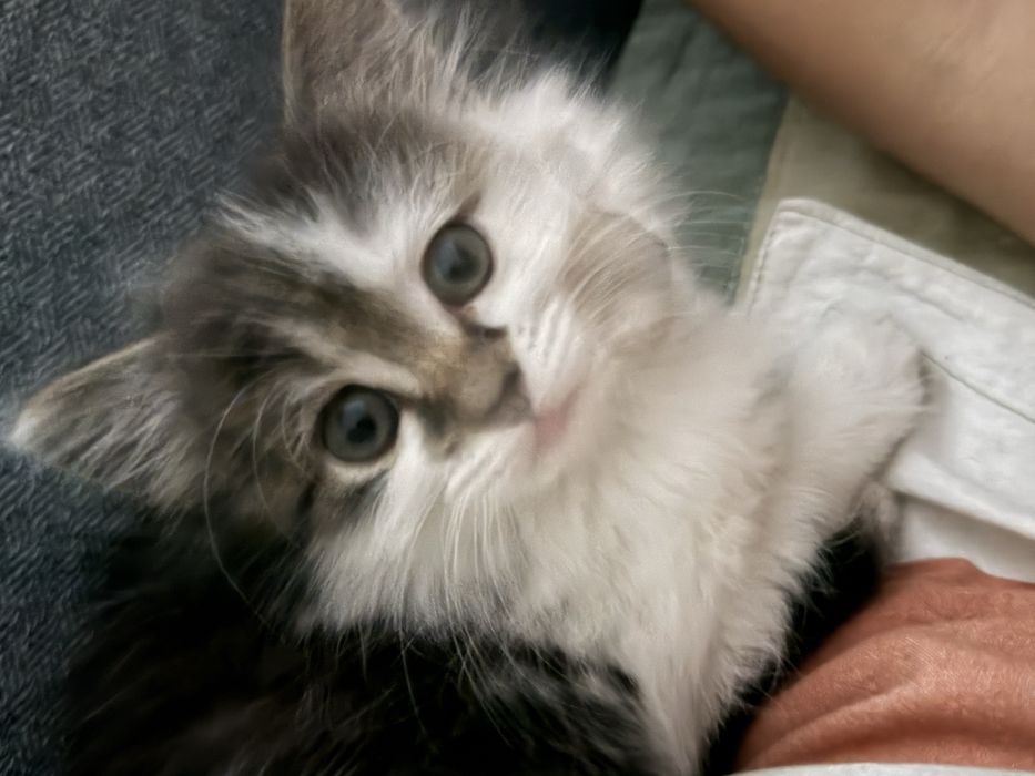 Котенок, отдам в хорошие руки, СРОЧНО