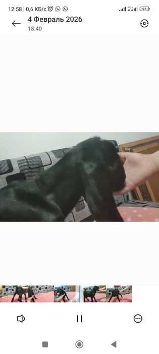 Продам Козлика Биталонуб