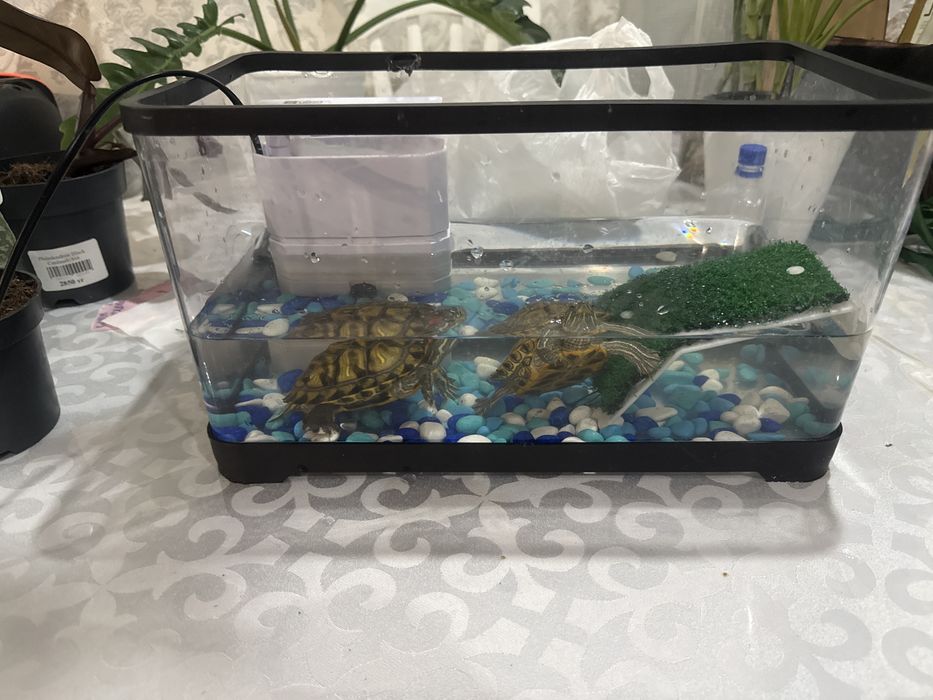 Продам двух красноухих черепах