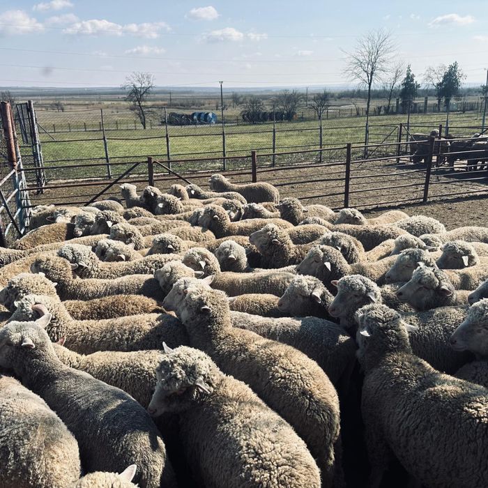 Miei de vănzare la un preț irezistibil