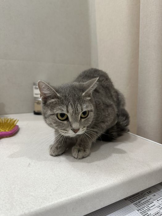 Отдам кошку в добрые руки