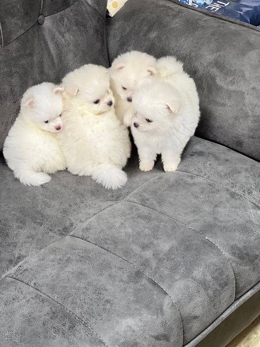 Продам красивых щенят