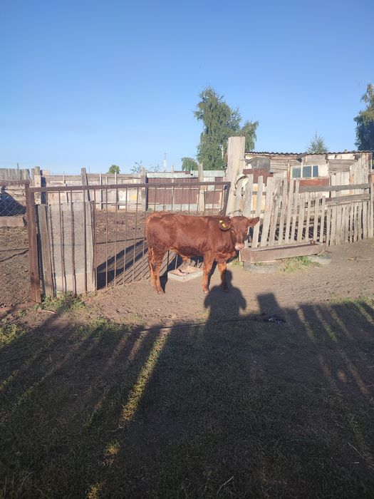 Продам Бычок 7 месяцев