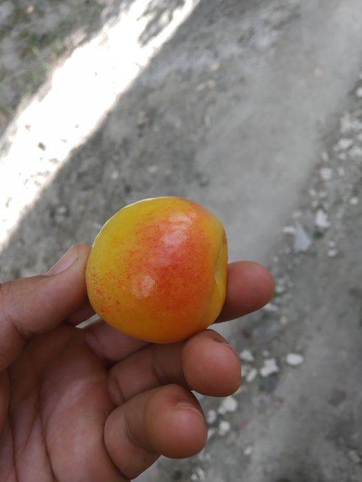 Oʻrik yaltiroq abrikos