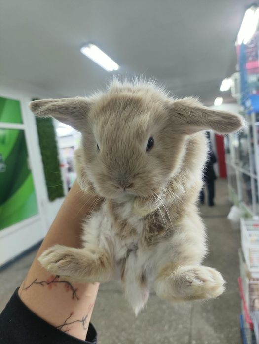 Карликовые вислоухие кролики
