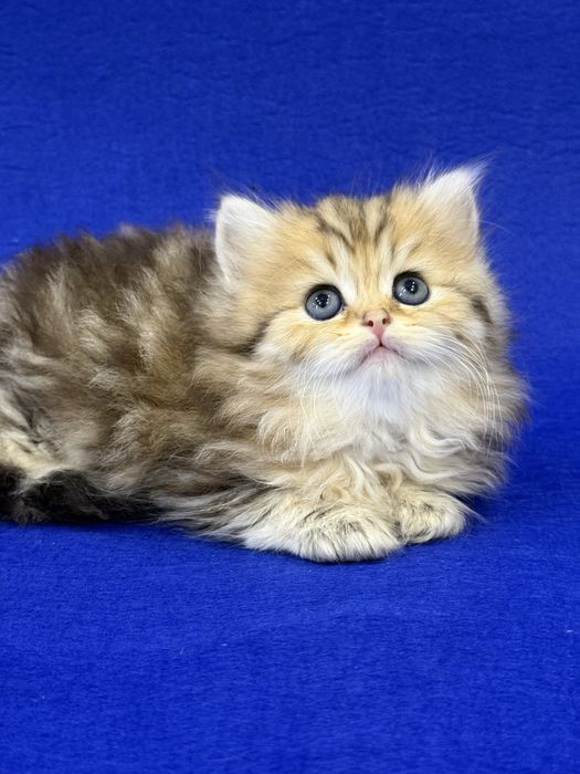 Британские котята