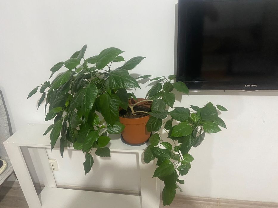 Китайская Роза Гибискус