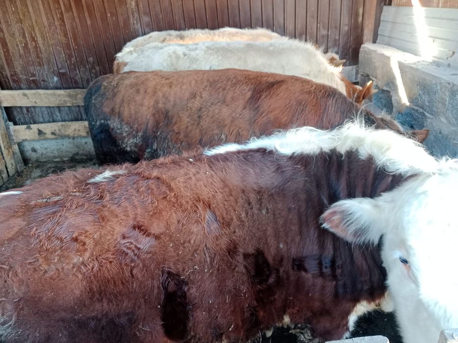 Продам упитанных бычков