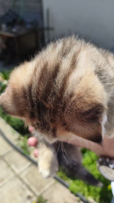 Вислоухая кошечка