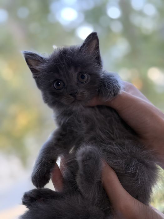 Scottish strayt sotiladi