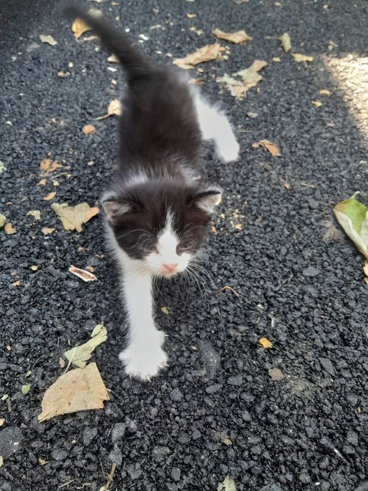 Котенок в добрые руки