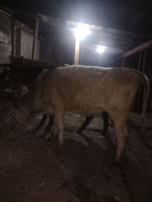 Продам крс телочки