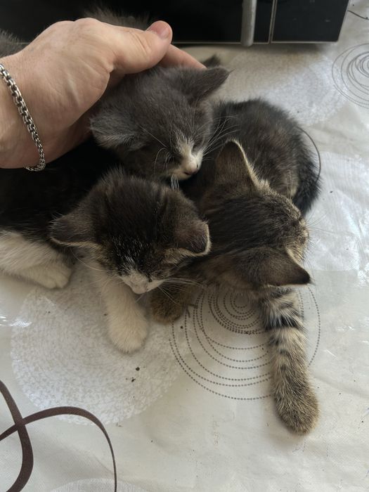 Котята бесплатно.