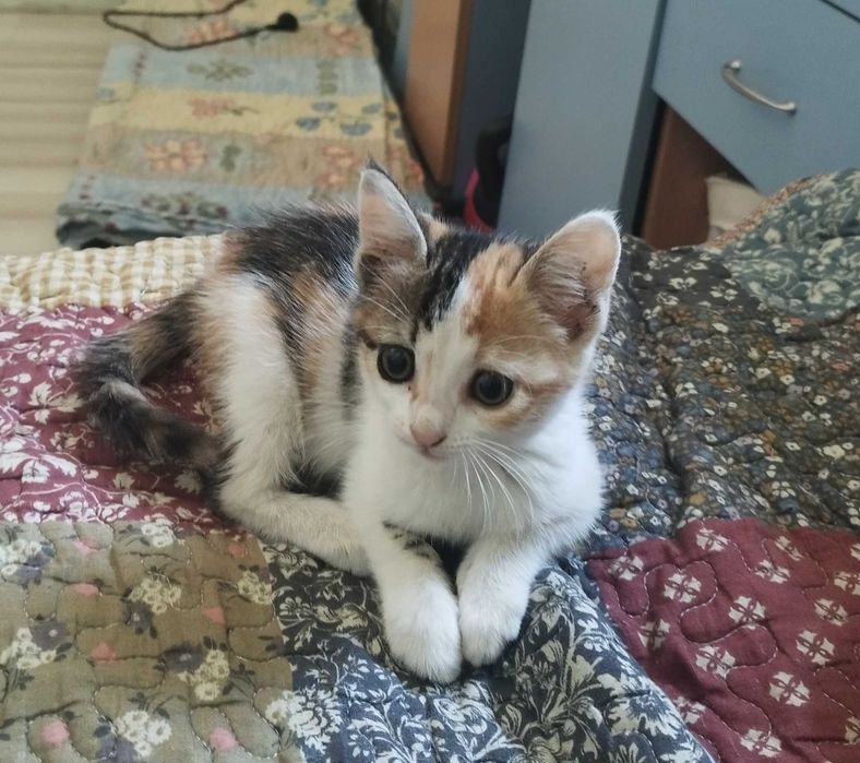 Подарявам котета