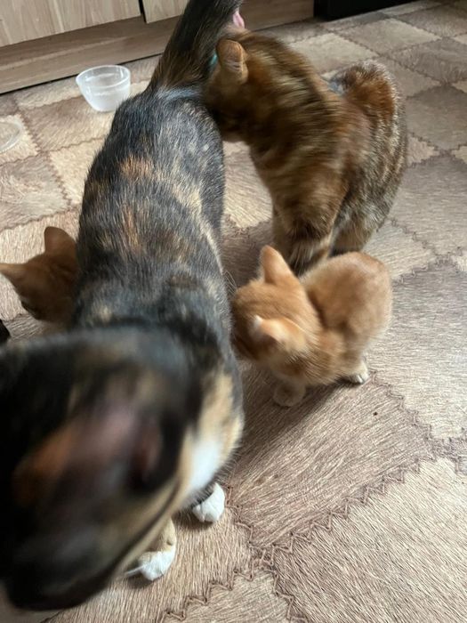 Отдам в добрые руки