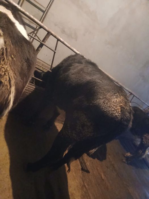 Продается корова