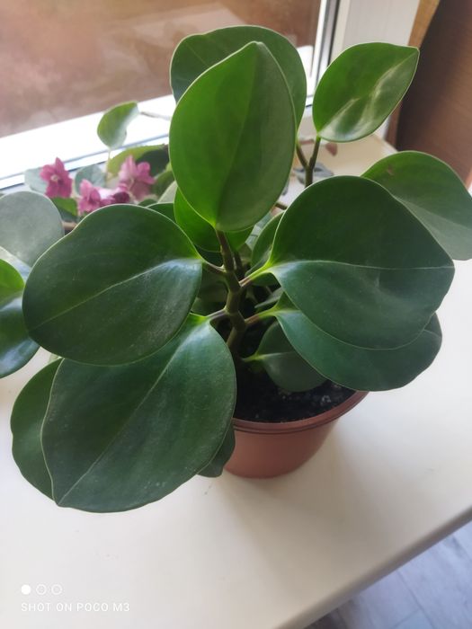 Пеперомия (фикус)