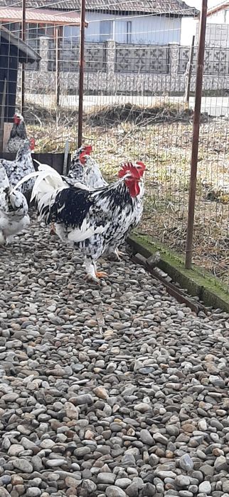 Caută altă casă cocosi pita  pinta asturiana