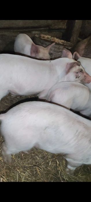 Поросята ландрасы