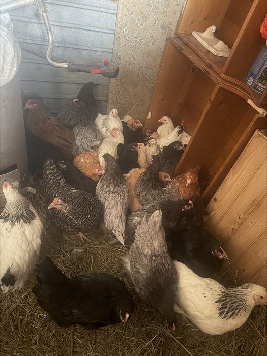 Puicuțe țărănești