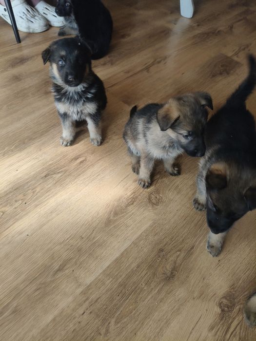 Щенки немецкой овчарки