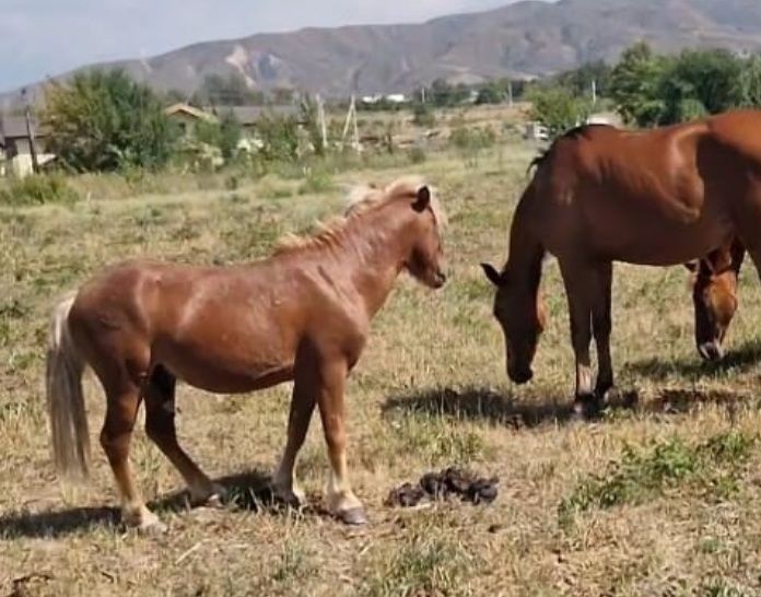 Продам пони Красавчик жеребец +кобылки Шетлендский