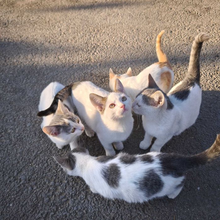 Puiuți de pisică își caută o familie de sărbători