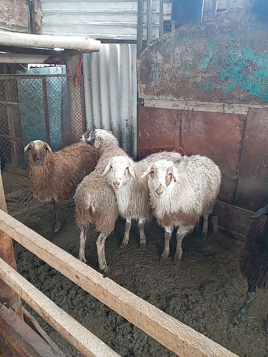 Бағылған семіз қой тоқты сатылады.