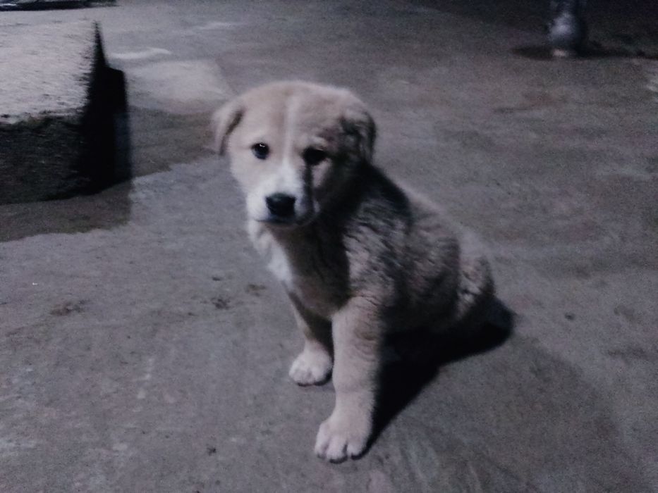 Чупон ити  угил бола