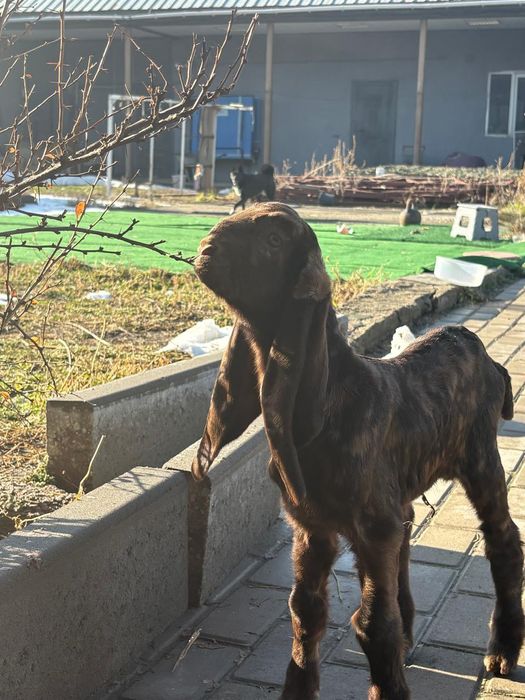 Камори козлик!!!