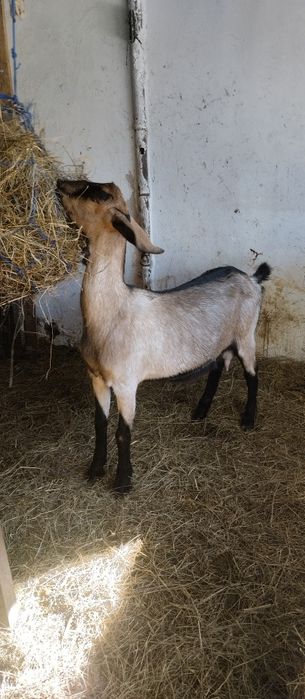 продается коза с козочкой