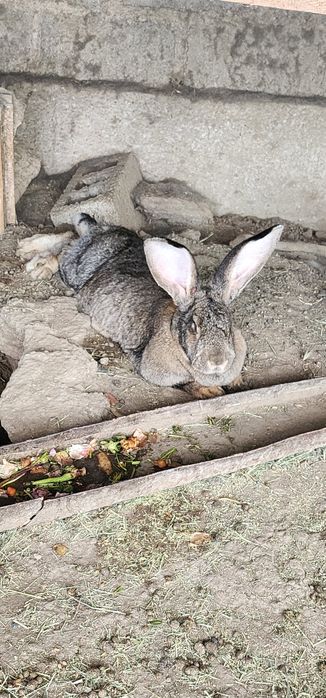 Великан ФЛАНДР сотилади, ота онаси  9 - 10 кг лик нарсалар