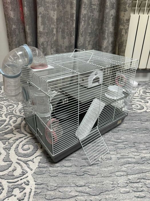 Сирийские хомяки