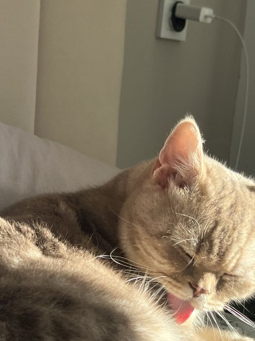 Ищем нашему  коту новый дом
