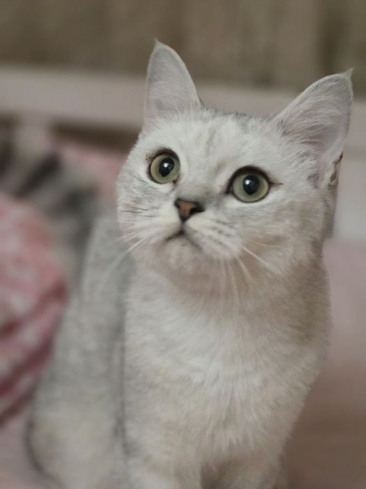 Serebristiy shinshilla qiz