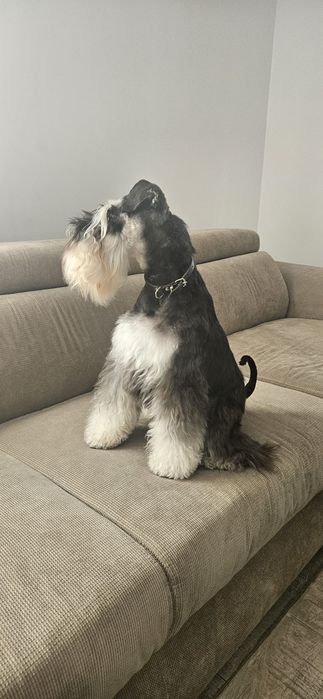 Schnauzer pitic negru argintiu