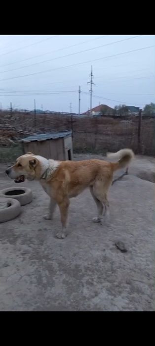 Продается алабай