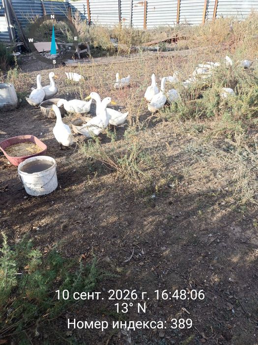 Продам  уток стар 53