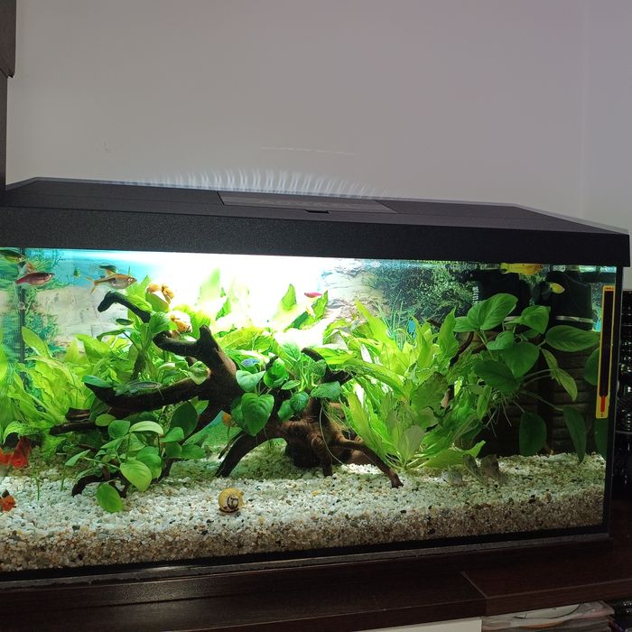 Acvariu complet echipat cu accesorii