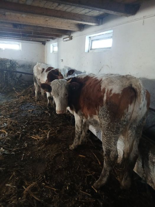 Taurasi de vânzare Tânțăreni Gorj