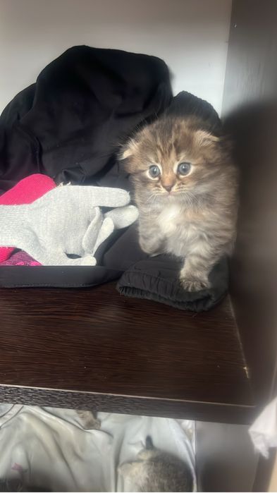 Продам котенка девочка