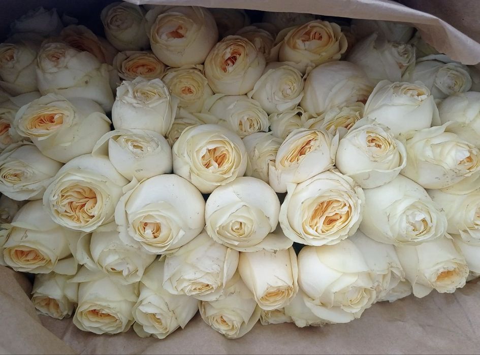 Подарки букеты Розы