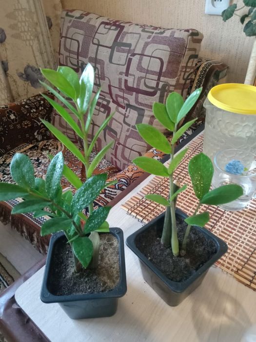 Цветы комнатные продажа