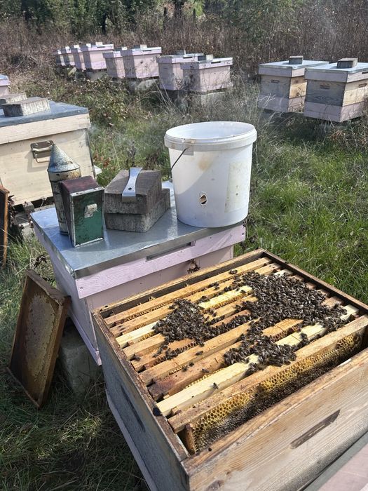 Miere naturala poliflora